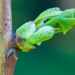 Miłorząb Japoński