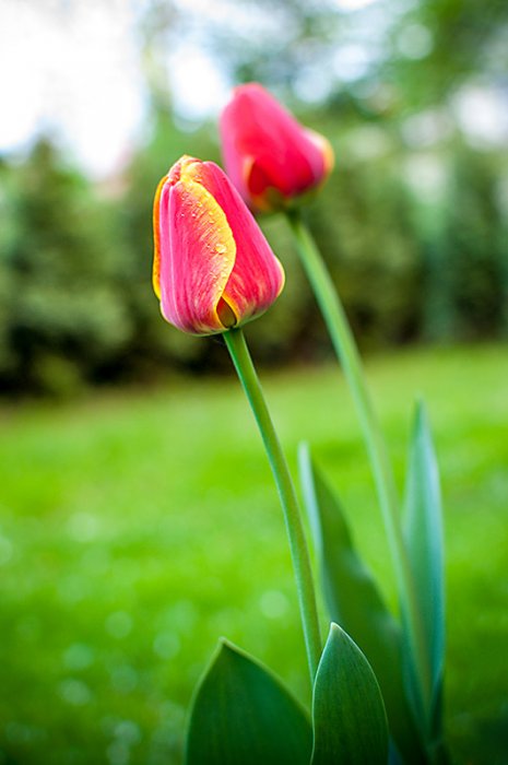 Tulipany